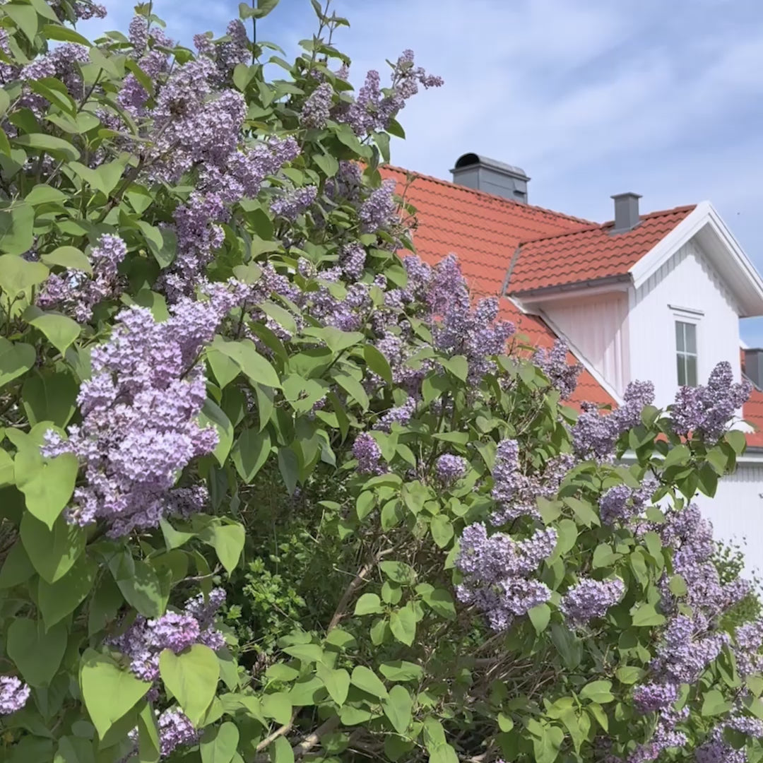 9707 SINI kuivausteline Wilda käyttövideo